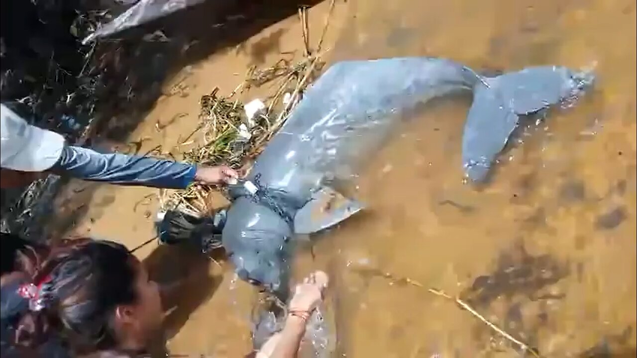 Rescue Dolphin