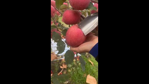 Amazing fruits cutting|Apple cutting 🍎