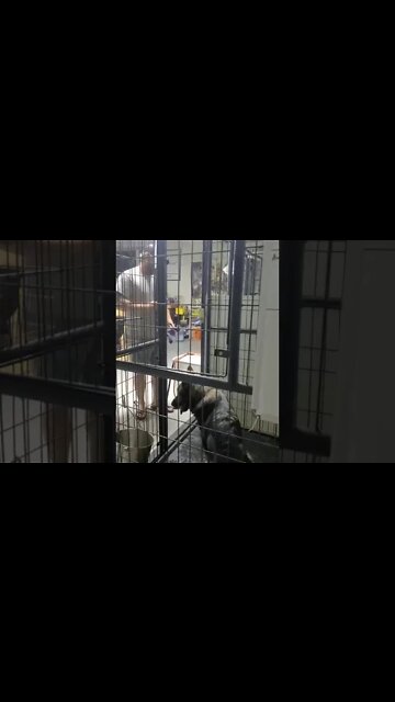 Last Resort to Save a Dogs Life - Ridgeside K9, LLC