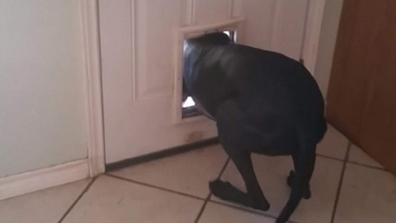 Great Dane immediately sneaks off after being confronted for mess