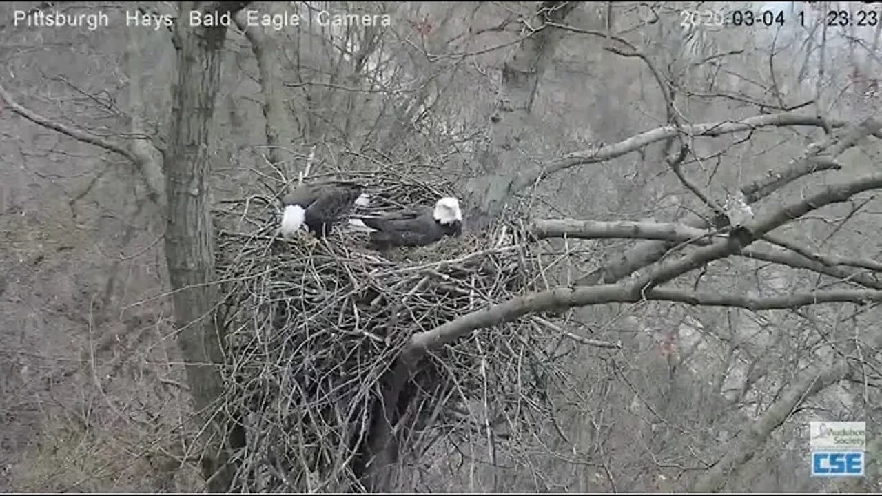 Hays Eagles "Almost Dad" , 3.4.20