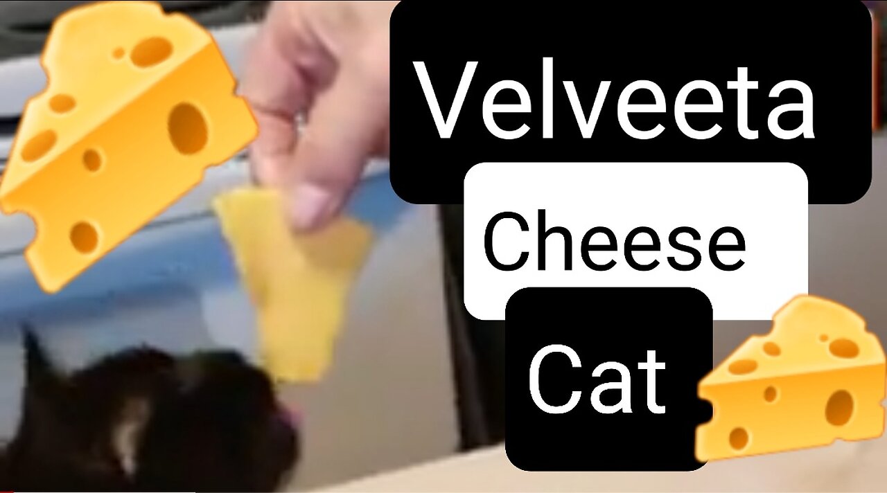 VELVEETA CHEESE BLOCK IS OUR CAT'S FAVORITE TREAT