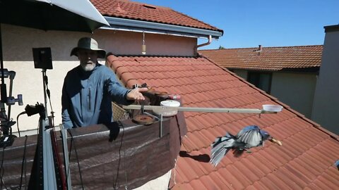 scrub jay feed 3 at 1/4 speed