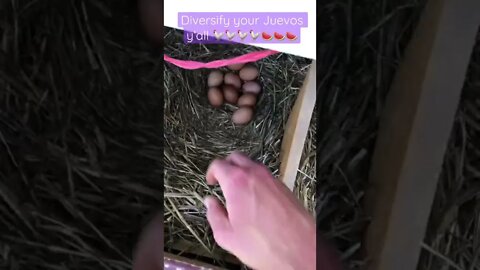 🥚 How to Protect Your Investments 🥚