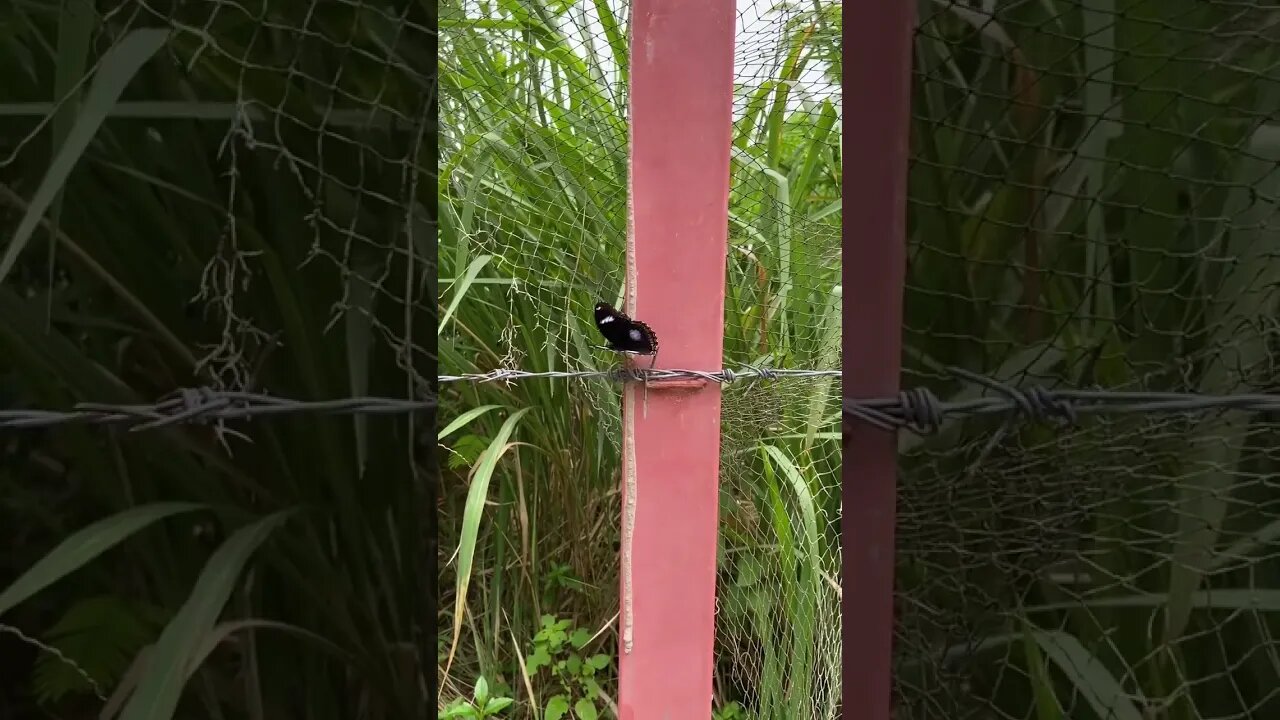 Beautiful butterfly 😍