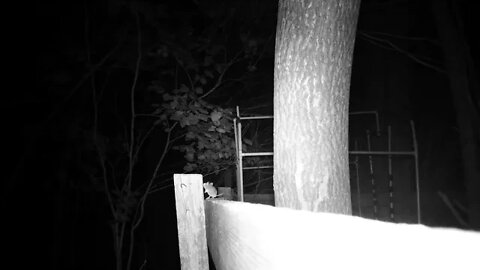 A frantic Mouse coming & going