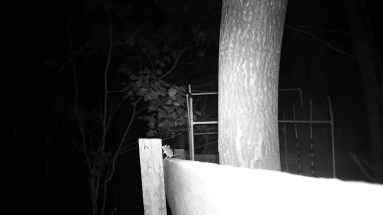 A frantic Mouse coming & going