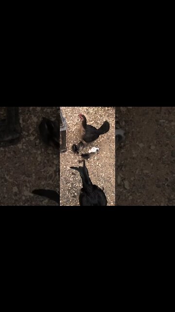 Mother hen clucks and chicks come running