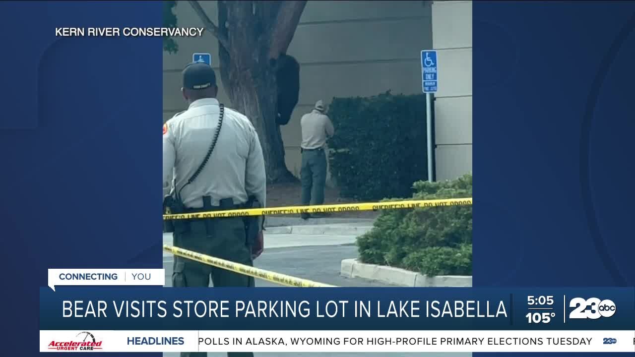 Bear cub visits store parking lot in Lake Isabella