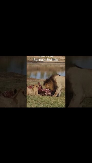 Maasai Mara Sightings Today 06/08/21 (Lions, Elephant, etc.) | Zebra Plains | #shorts