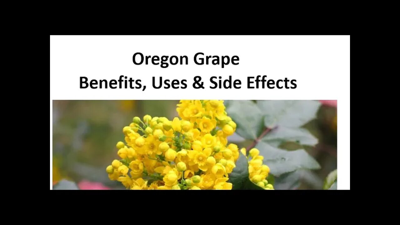 Oregon Grape - Benefits, Uses & Side Effects