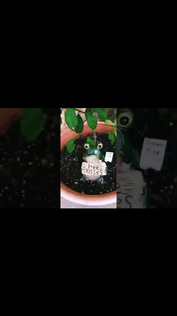 "W.H.©️. let the 🐸☣ 🚫ut!"😮⚠️😲🤘😯🤪🙆‍♂️