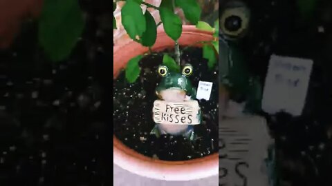 "W.H.©️. let the 🐸☣ 🚫ut!"😮⚠️😲🤘😯🤪🙆‍♂️