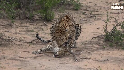 WILDlife: Pairing Leopards In The Dusty Scrub