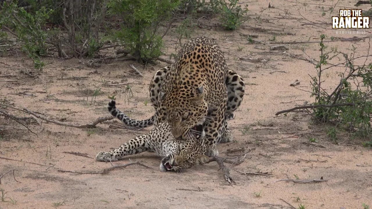 WILDlife: Pairing Leopards In The Dusty Scrub