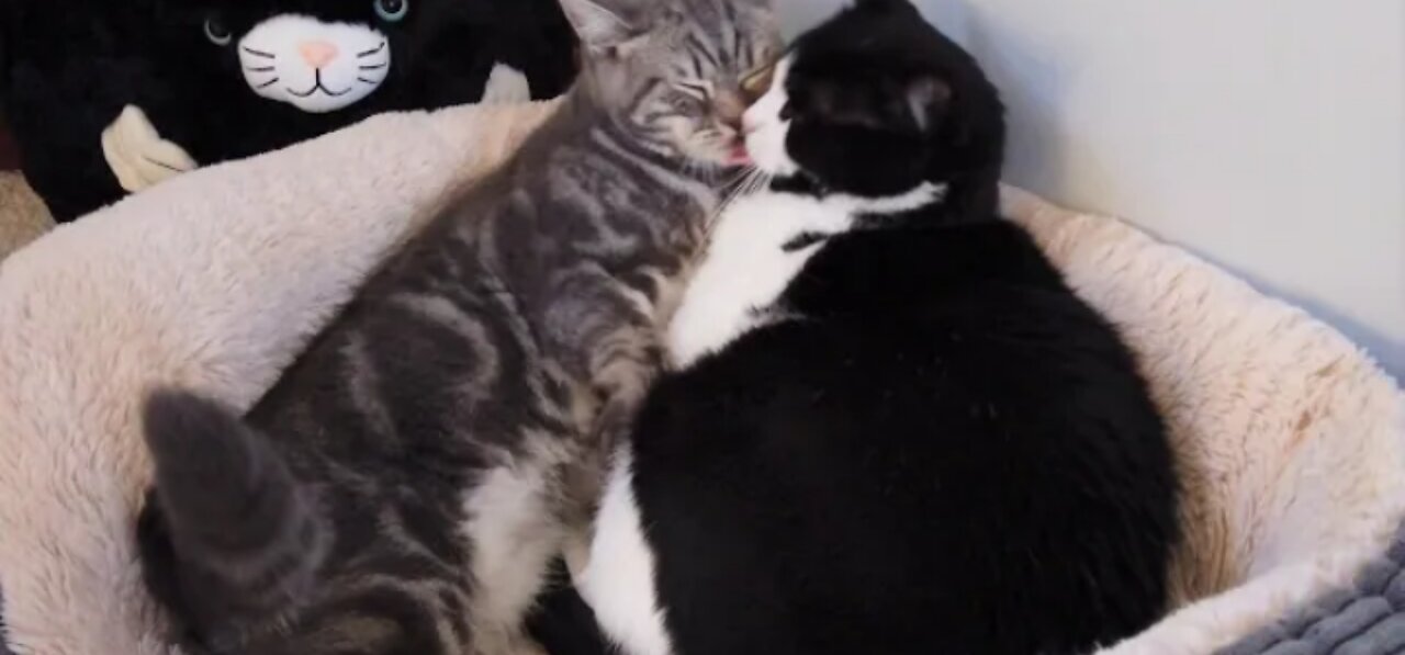 Kitten Adorably Wakes Up Cat