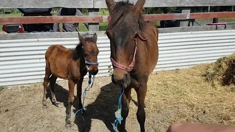 Paddy and Tippy arrive April 11 2018