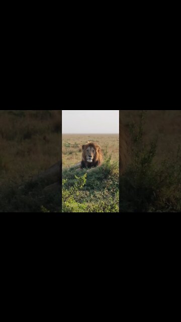 Maasai Mara Sightings Today 19/09/21 (Lions, Cheetah, Hyena, etc) | Zebra Plains | #shorts