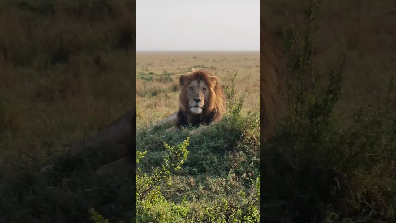 Maasai Mara Sightings Today 19/09/21 (Lions, Cheetah, Hyena, etc) | Zebra Plains | #shorts