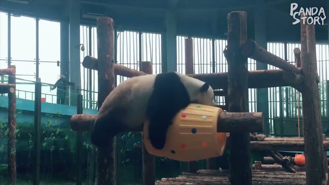 🐼 Panda Funny Videos Compilation🐼