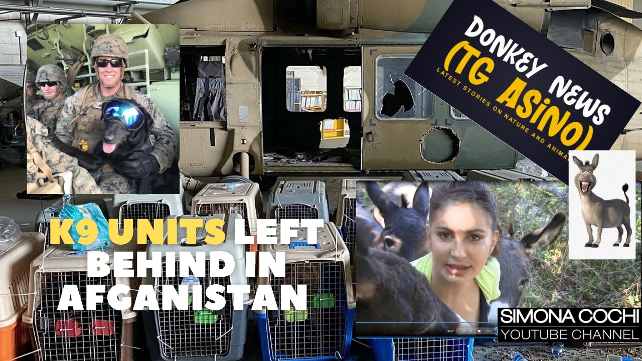 K9 Units left behind in Afganistan - We want them back!