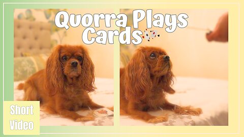 Happy Cavalier Quorra Plays Cards