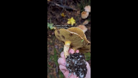 Average Eating Bolete #forest #foraging #explore #hiking