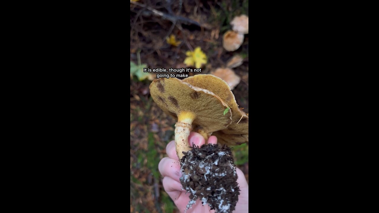 Average Eating Bolete #forest #foraging #explore #hiking