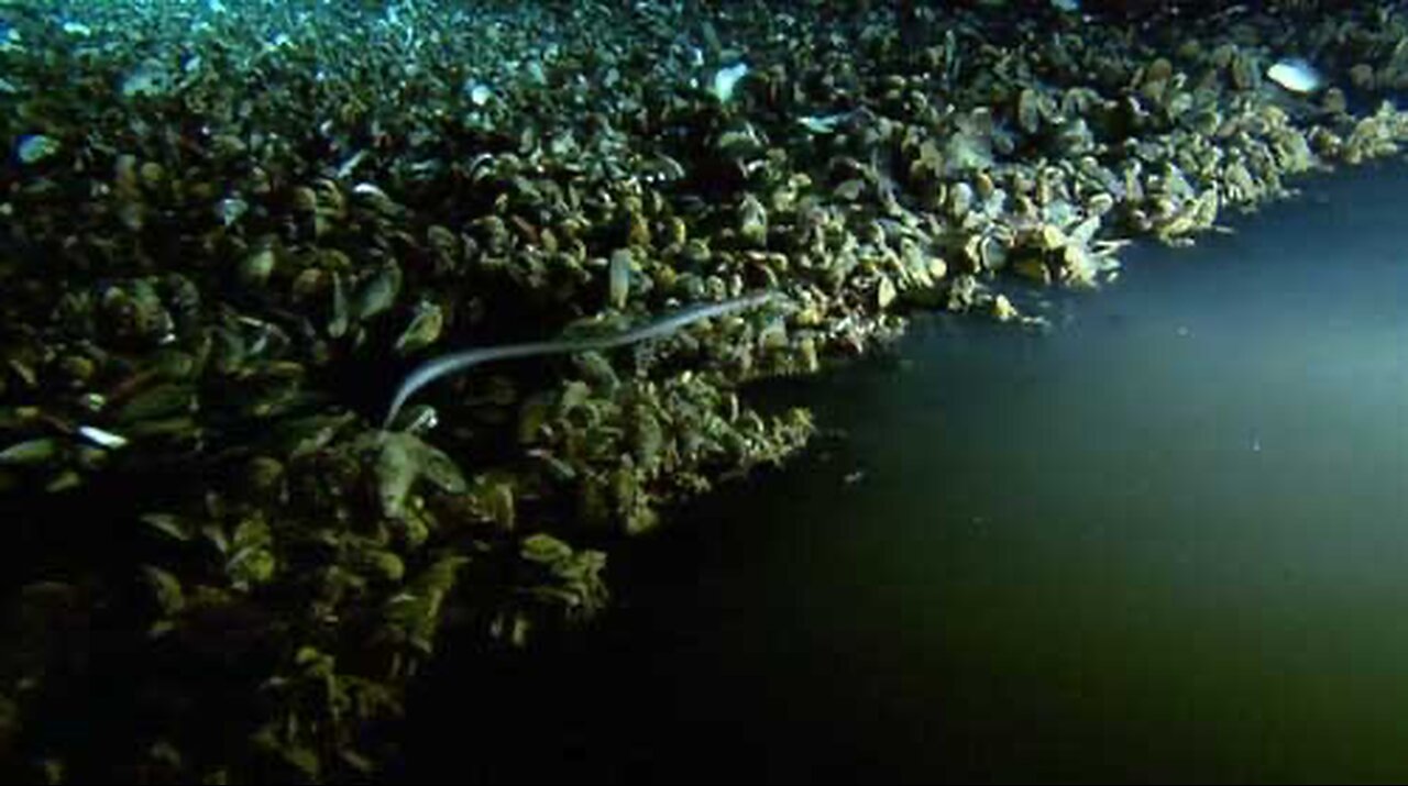 Water “ LAKE” Bottom Of Gulf Of Mexico