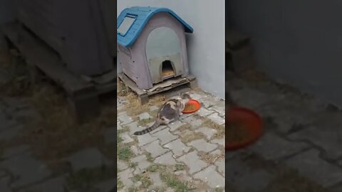 Cute Stray Cat with Kittens