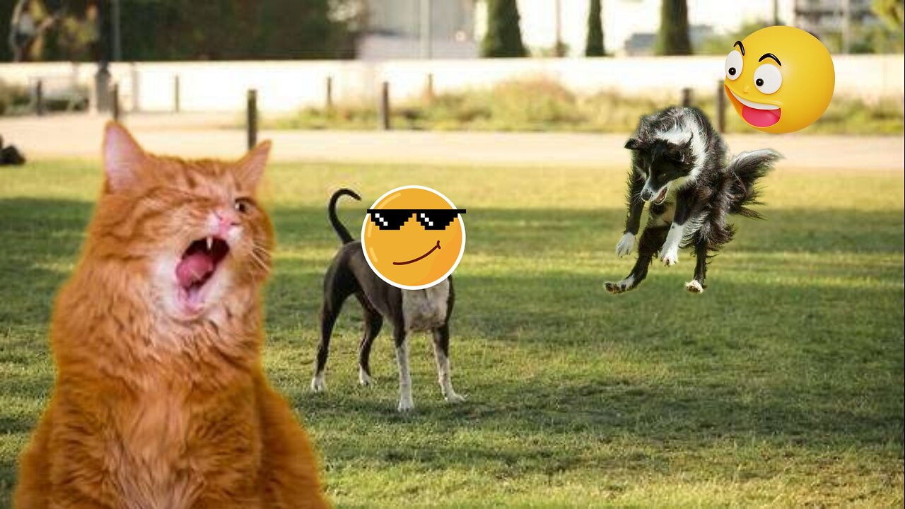 Funny Dogs And Cats Videos 2024 😆 - Best Funniest Animal Videos Of The Month 🥰👌