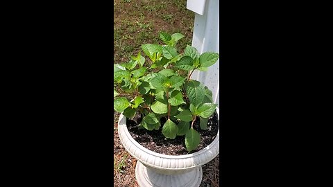 Hydrangeas, Phlox, Roses, Bambi Phlox, Tango Mint, Lillies and Polka-dot Plants