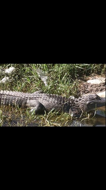 Alligator meet and greet by the walking trail