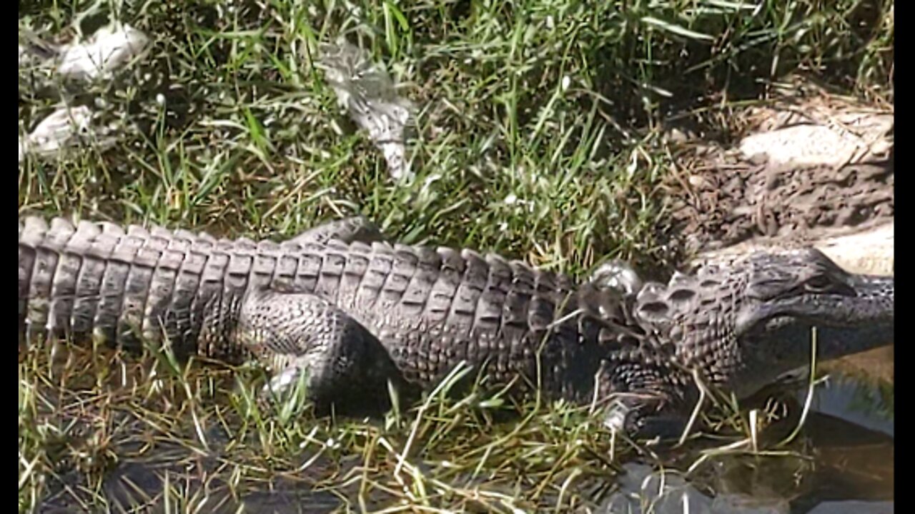 Alligator meet and greet by the walking trail