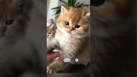 funny cat videos | cute cat videos| cute animals funny cats #shorts #shortsfunny #cutecat #funnycat