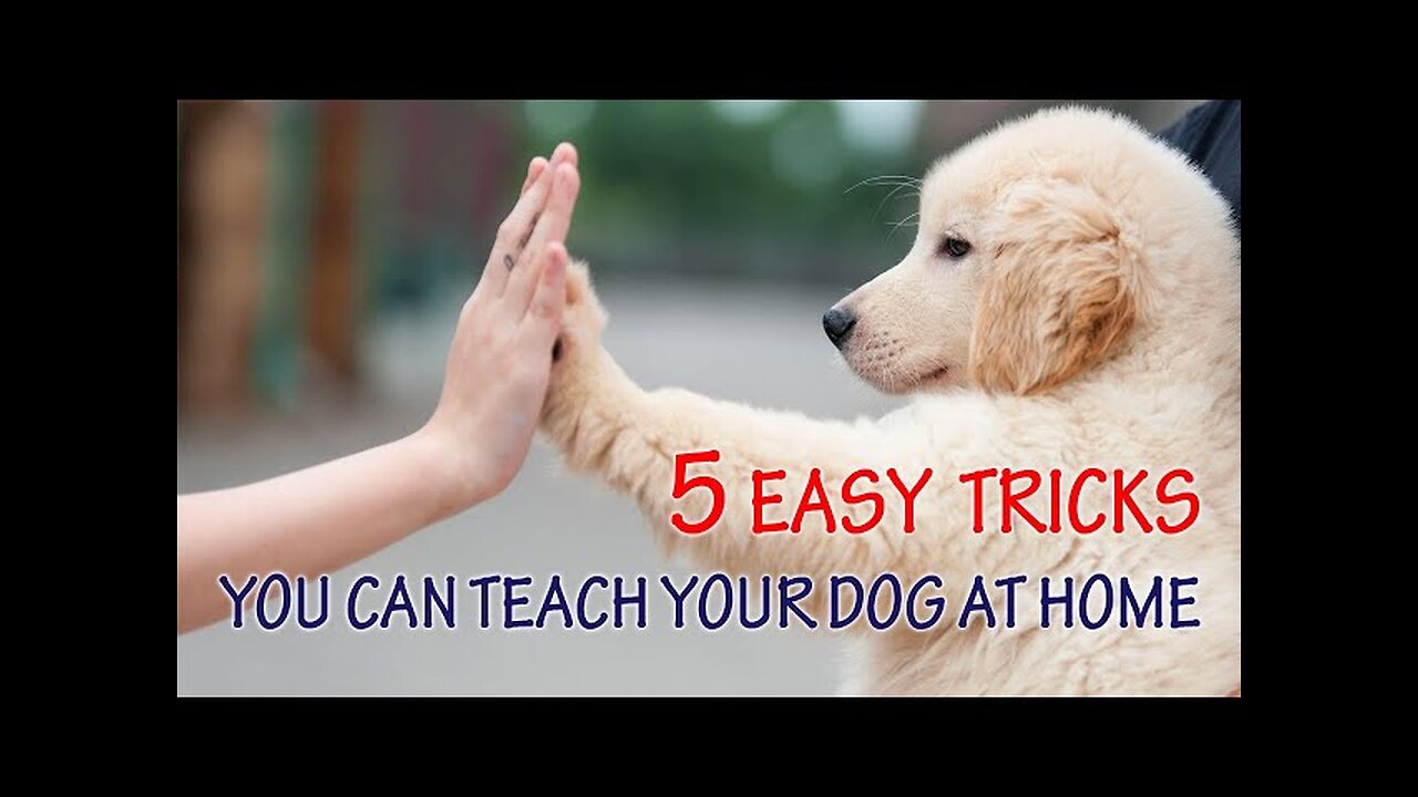 5 easy tricks train A dog 🥰💕