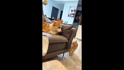 cat and dog 🐶 compilation 😺.mp4