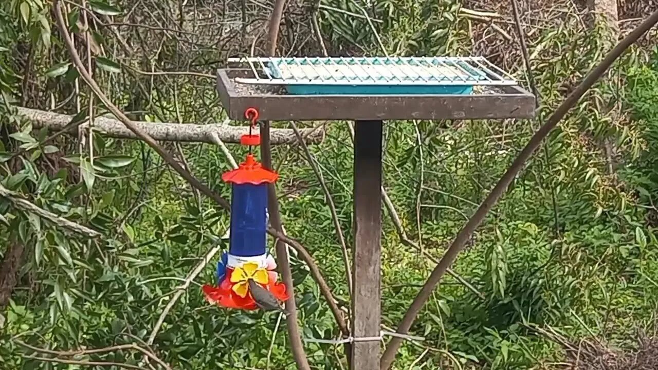 Free birds live
