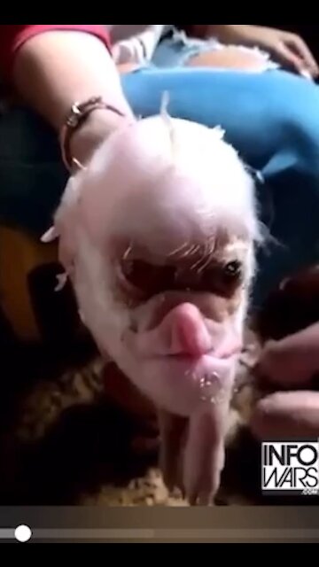 Human Pig Chimera?