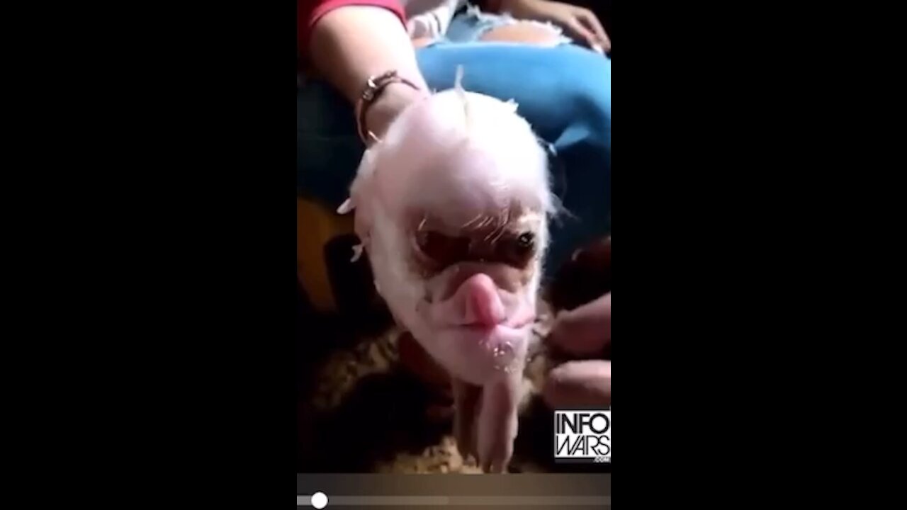 Human Pig Chimera?