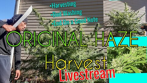 Sauced Up Sunday: Original Haze Harvest