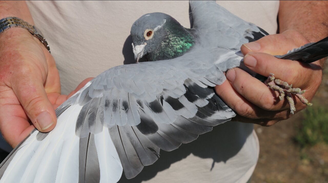 Racing pigeons in West Allis