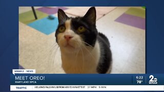 Oreo the cat is up for adoption at the Maryland SPCA