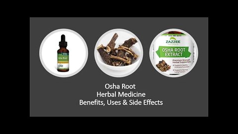 Osha Roots - Ligusticum porteri - Herbal Medicine - Benefits, Uses & Side Effects