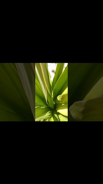 Planta de folhas longas chega em média 2 metros de altura