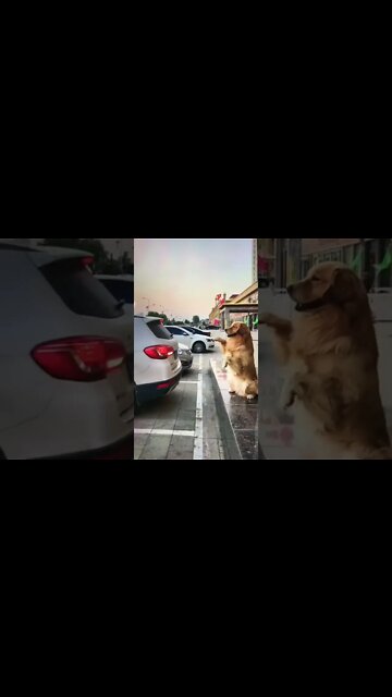 When Dog Can Give Directions To Park The Car