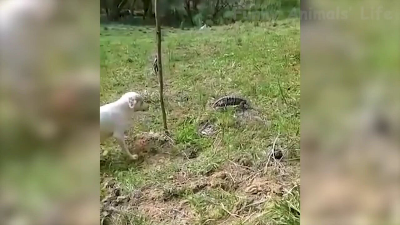 funny animal videos