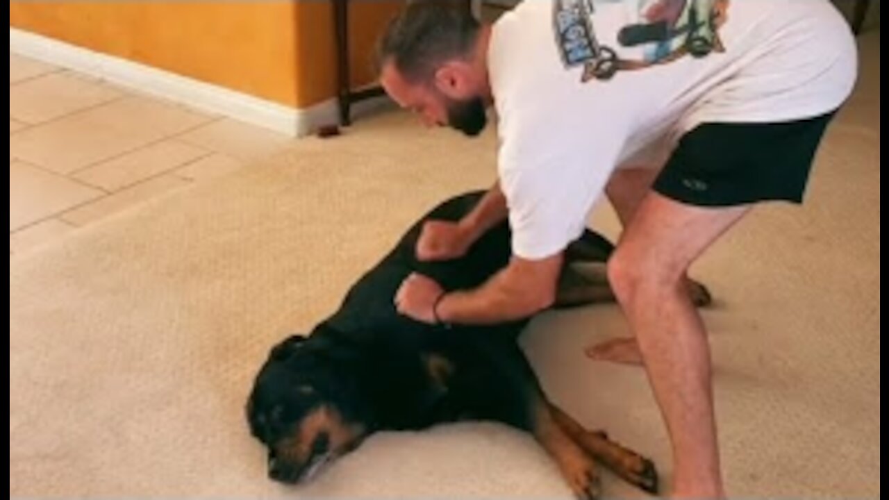 Dog Pretends To Be Shot And Gets Up When Owner Defibrillates Her