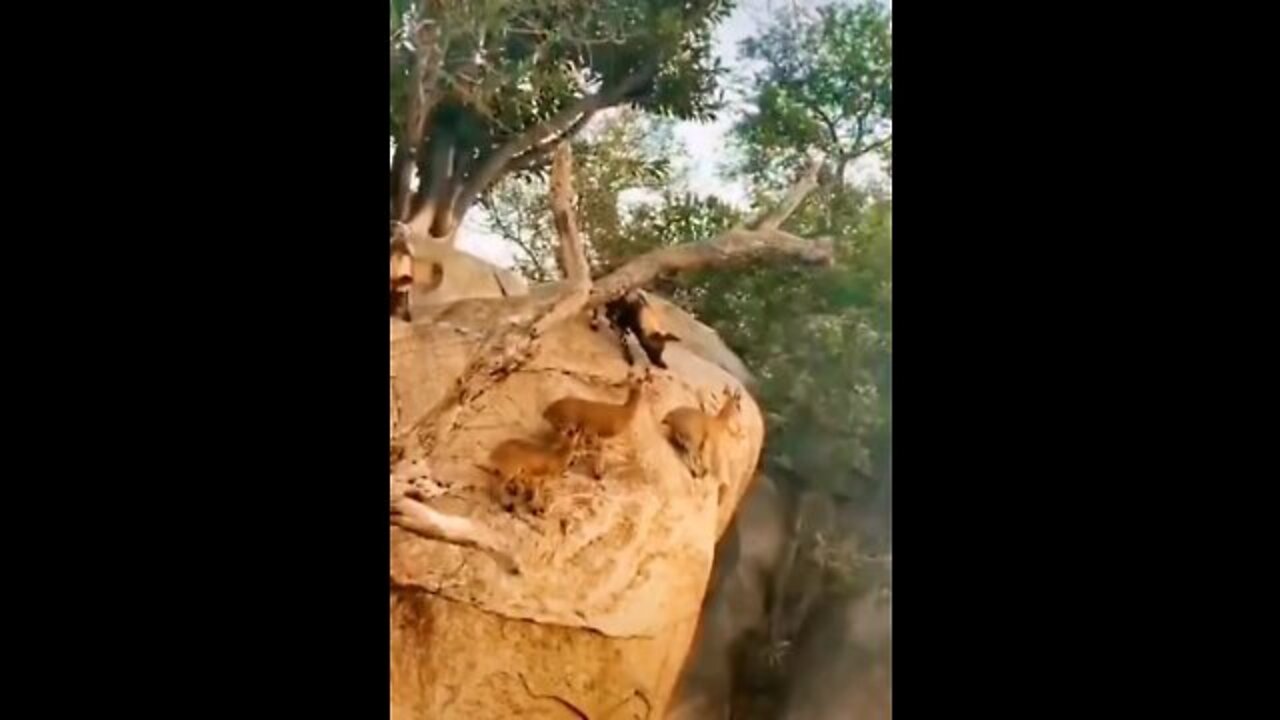 amazing animal