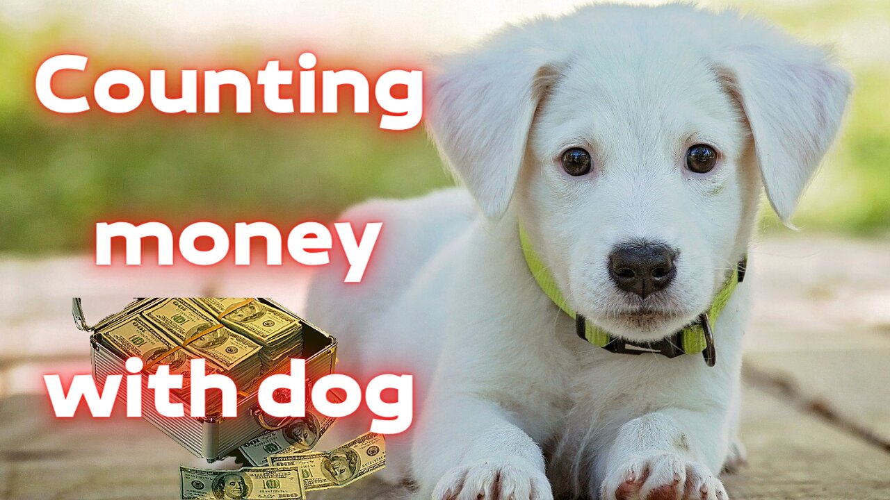 The dog helps to count money | Counting money with dog